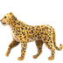 Bagaimana Leopard emoji terlihat di Apple.