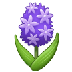 Bagaimana Hyacinth emoji terlihat di Samsung.