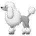 Bagaimana Poodle emoji terlihat di Samsung.